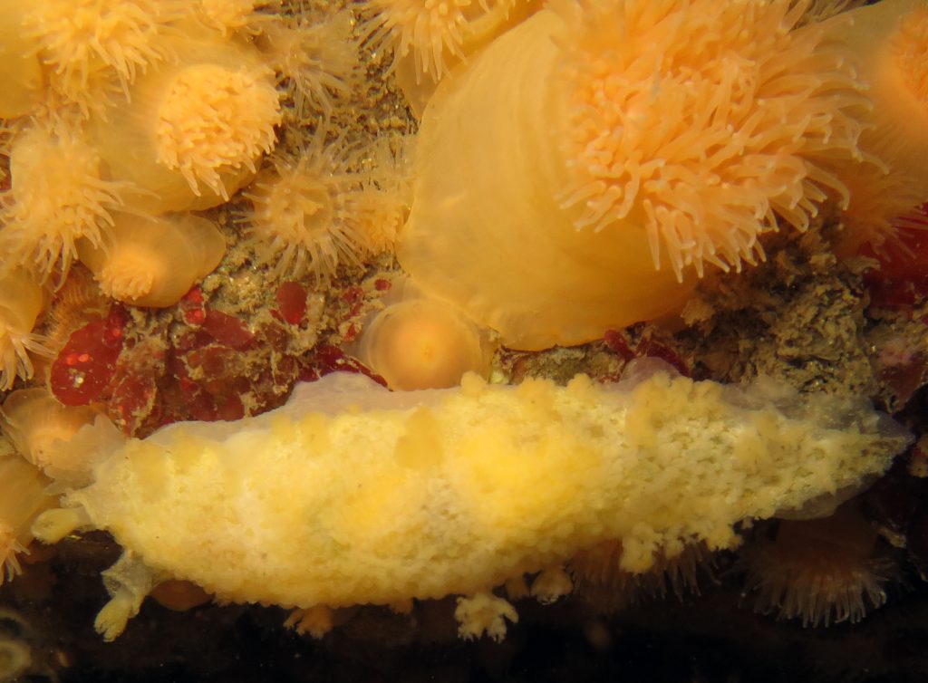 Nudibranch, Tritonia hombergi, with anemones.