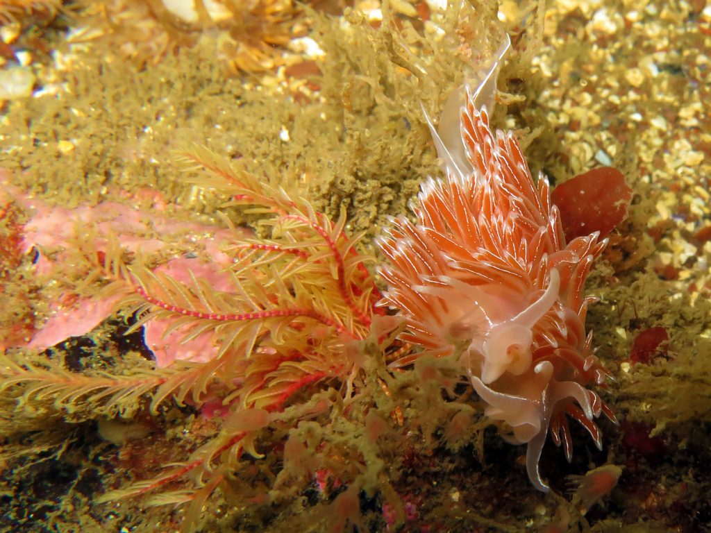 Two nudibranch, Coryphella lineata, mating.