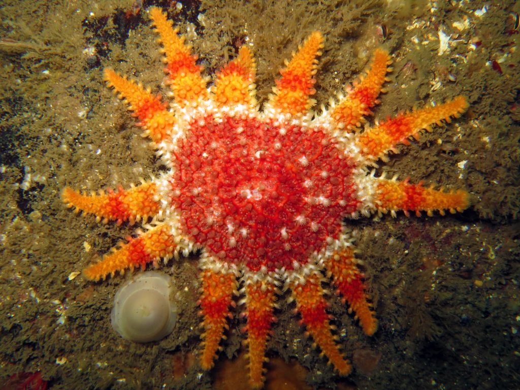 Common sunstar, a bright-orange striped 13-armed starfish.
